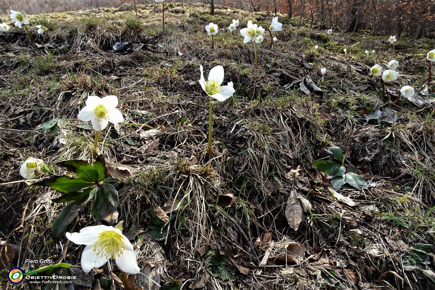 94 Ellebori che reisistono alla primavera avanzante.JPG